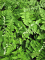 Preview: Cheilanthes lanosa Cimbra 3