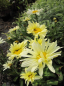 Preview: Chrysanthemum superbum Banana Cream 2