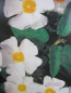 Preview: Cistus corbariensis - Felsen-Zistrose