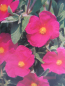 Preview: Cistus pulverulentus