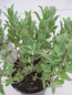 Preview: Cistus pulverulentus2