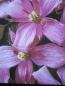 Preview: Clematis montana Pink Starlight1