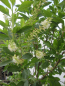 Preview: Hochstamm Silberkerzenstrauch Hummingbird 2