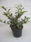 Preview: Cleyera japonica Tokyo Sunrise - Sperrstrauch - Sakaki 30-40cm