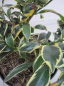 Preview: Cleyera japonica Tokyo Sunrise - Sperrstrauch - Sakaki 30-40cm
