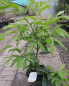 Preview: Lorbeerschneckenbaum 1