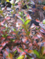 Preview: Coprosma Evening Glow