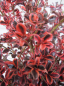 Preview: Coprosma Fireburst 1
