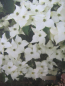 Preview: Cornus kousa Girards Dwarf