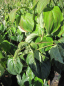 Preview: Cornus kousa Red Whirlwind 3
