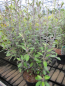 Preview: Corokia Frosted Chocolate 3