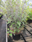 Preview: Corokia Frosted Chocolate 2