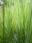 Preview: Cortaderia selloana Sunningdale Silver 2