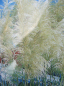 Preview: Cortaderia selloana Sunningdale Silver 3
