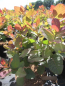 Preview: Cotinus coggygria Old Fashioned 1