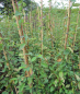 Preview: Cotoneaster watereri Pendulus 2
