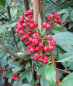 Preview: Cotoneaster watereri Pendulus 1