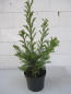 Preview: Crytomeria japonica Giokomo - Sicheltanne Giokomo - 40-60cm