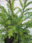 Preview: Crytomeria japonica Giokomo - Sicheltanne Giokomo - 40-60cm