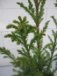 Preview: Crytomeria japonica Giokomo - Sicheltanne Giokomo - 40-60cm
