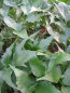 Preview: Cryptomium falcatum 2