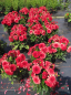 Preview: Dahlia Lubega ® XL Red 2