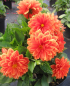 Preview: Dahlie Lubega ® Power Orange 1