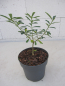 Preview: Daphne gemmata Royal Crown 3