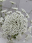 Preview: Daucus carota 1