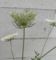Preview: Daucus carota 3