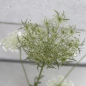 Preview: Daucus carota 2