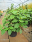Preview: Davidia involucrata4