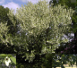 Preview: Davidia involucrata1
