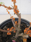 Preview: Suhosine edulis Elite3