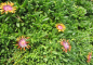 Preview: Mittagsblume Sundella Orange 2