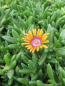 Preview: Mittagsblume Sundella Orange 3