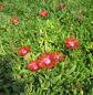 Preview: Mittagsblume Sundella Red 3