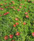 Preview: Mittagsblume Sundella Red 2
