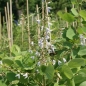 Preview: Desmodium elegans Albiflorum 3