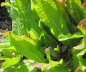 Preview: Wilde Karde 2