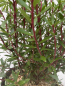 Preview: Tasmanischer Bergpfeffer - Drimys lanceolata - Gewürzbaum weiblich - 40-60cm