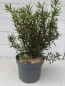 Preview: Tasmanischer Bergpfeffer - Drimys lanceolata - Gewürzbaum weiblich - 40-60cm