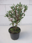Preview: Drimys lanceolata Red Spice 1