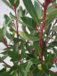 Preview: Drimys lanceolata Red Spice 2