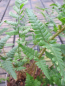 Preview: Dryopteris affinis Pinderi 1