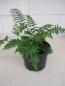 Preview: Dryopteris atrata 1