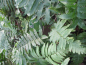 Preview: Dryopteris atrata 3