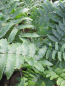 Preview: Dryopteris atrata 2