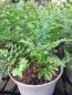 Preview: Dryopteris filix mas Barnesii 1