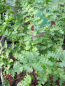 Preview: Dryopteris filix mas Barnesii 2